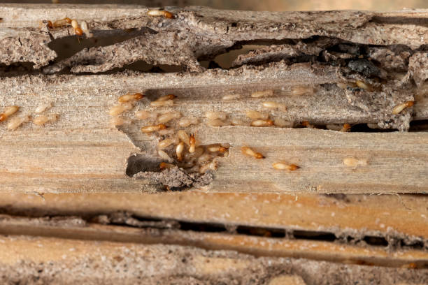 Best Pest Prevention Services  in Minden, NE